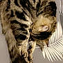 cat, tabby, sleeping, curled_up, feline, pet, animal, fur, striped, cozy, resting, cute, whiskers, paw, tail, indoor, patterned_surface, relaxed, close_up, adorable