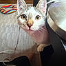 Koa joined the competition — help win amazing prizes! animal, carpet, cat, closeup, colorful, cord, curious, cute, domestic, ears, eyes, floor, furniture, household, indoor, looking, pet, tabby, toy, whiskers