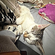 Koa is registered to the contest to win money with this photo: animal, bed, blanket, cat, closeup, comfort, cozy, cute, domestic_animal, feline, fur, indoor, knitted_sweater, nap, pet, pillow, relaxed, resting, sleeping, soft