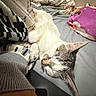 cat, sleeping, bed, pillow, blanket, knitted_sweater, indoor, cozy, resting, feline, cute, domestic_animal, fur, relaxed, closeup, soft, comfort, nap, pet, animal