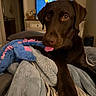 Luka is registered to the contest to win money with this photo: bed, blanket, brown_fur, chocolate_labrador, closeup, cozy, dog, dresser, eyes, furniture, indoor, labrador, nose, paw, pet, plush_toy, portrait, television, tongue, toy