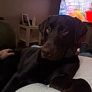 Luka joined the competition — help win amazing prizes! animal, black_dog, clock, companion, cozy, cushion, dog, domestic, furniture, home, indoor, labrador, living_room, pet, portrait, relaxed, resting, sofa, table, tv