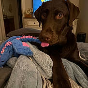 Luka is registered to the contest to win money with this photo: bed, blanket, brown_fur, chocolate_labrador, closeup, cozy, dog, dresser, eyes, furniture, indoor, labrador, nose, paw, pet, plush_toy, portrait, television, tongue, toy