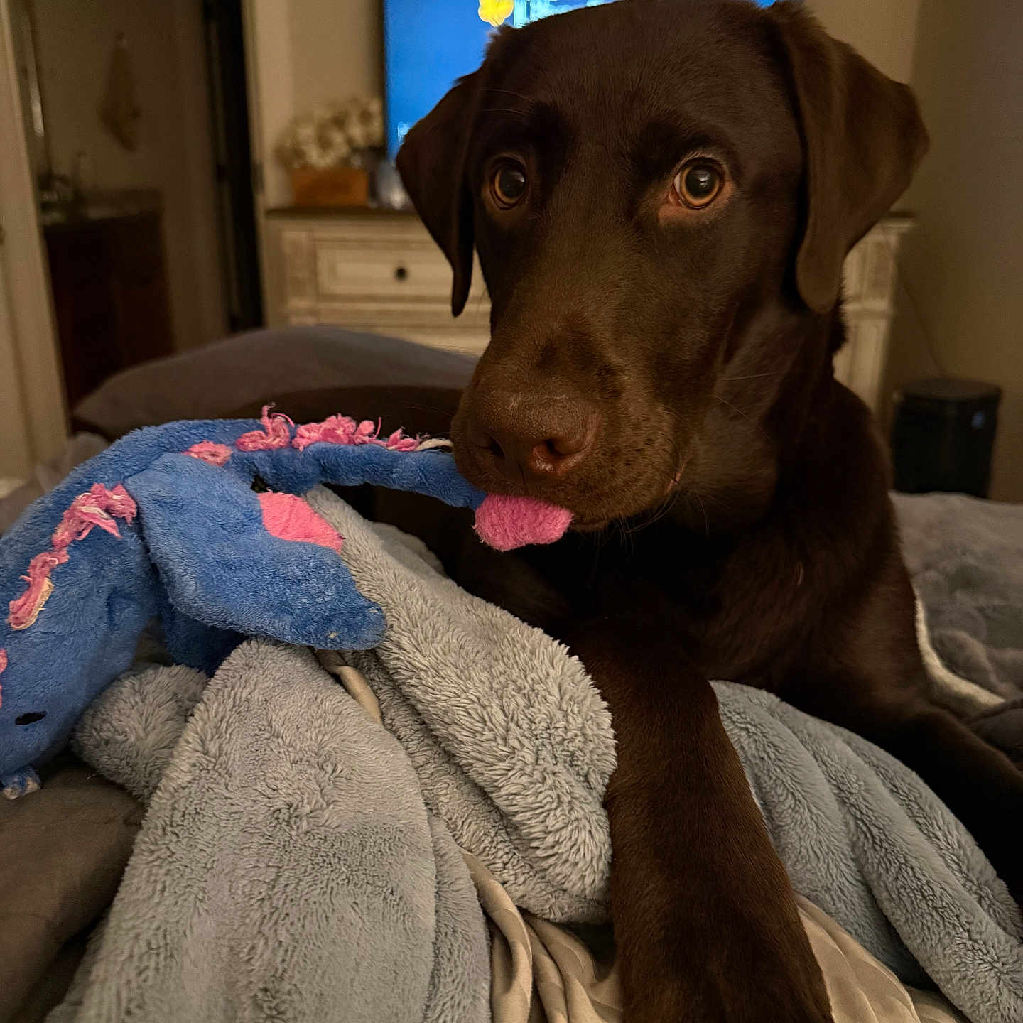 Luka is registered to the contest to win money with this photo: bed, blanket, brown_fur, chocolate_labrador, closeup, cozy, dog, dresser, eyes, furniture, indoor, labrador, nose, paw, pet, plush_toy, portrait, television, tongue, toy