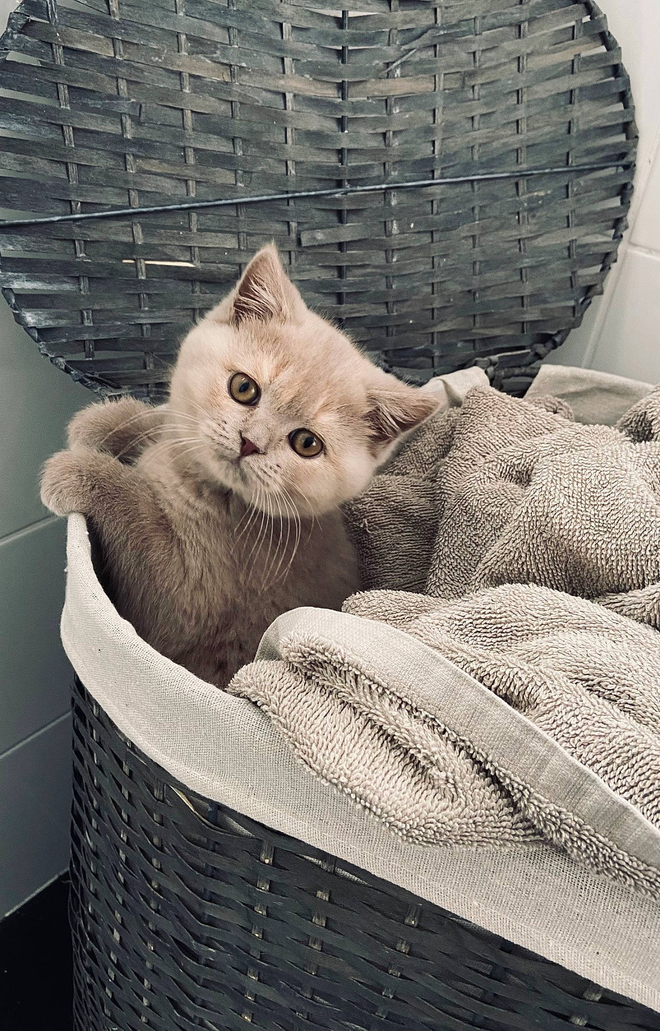 Cali joined the competition — help win amazing prizes! basket, carnivore, cat, cat_supply, comfort, domestic_short_haired_cat, fawn, felidae, fur, grey, linens, mesh, nap, pattern, paw, small_to_medium_sized_cats, snout, tail, whiskers, wicker