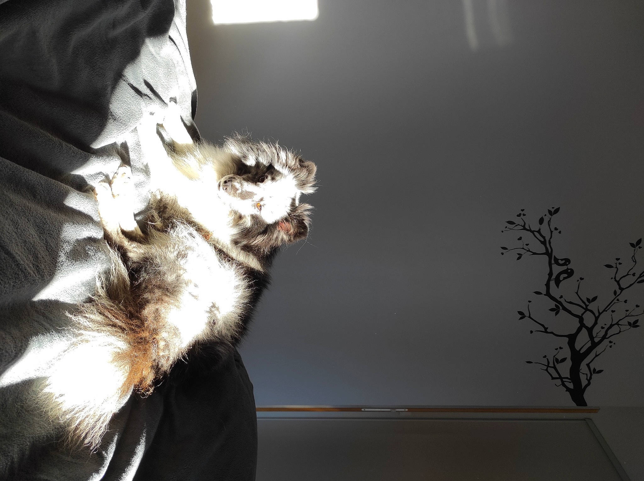 June a rejoint le concours — aidez-le/la à gagner de superbes lots ! canidae, carnivore, cat, claw, darkness, domestic_short_haired_cat, felidae, fur, gesture, grey, paw, plant, shadow, small_to_medium_sized_cats, snout, tail, twig, whiskers, window, wood