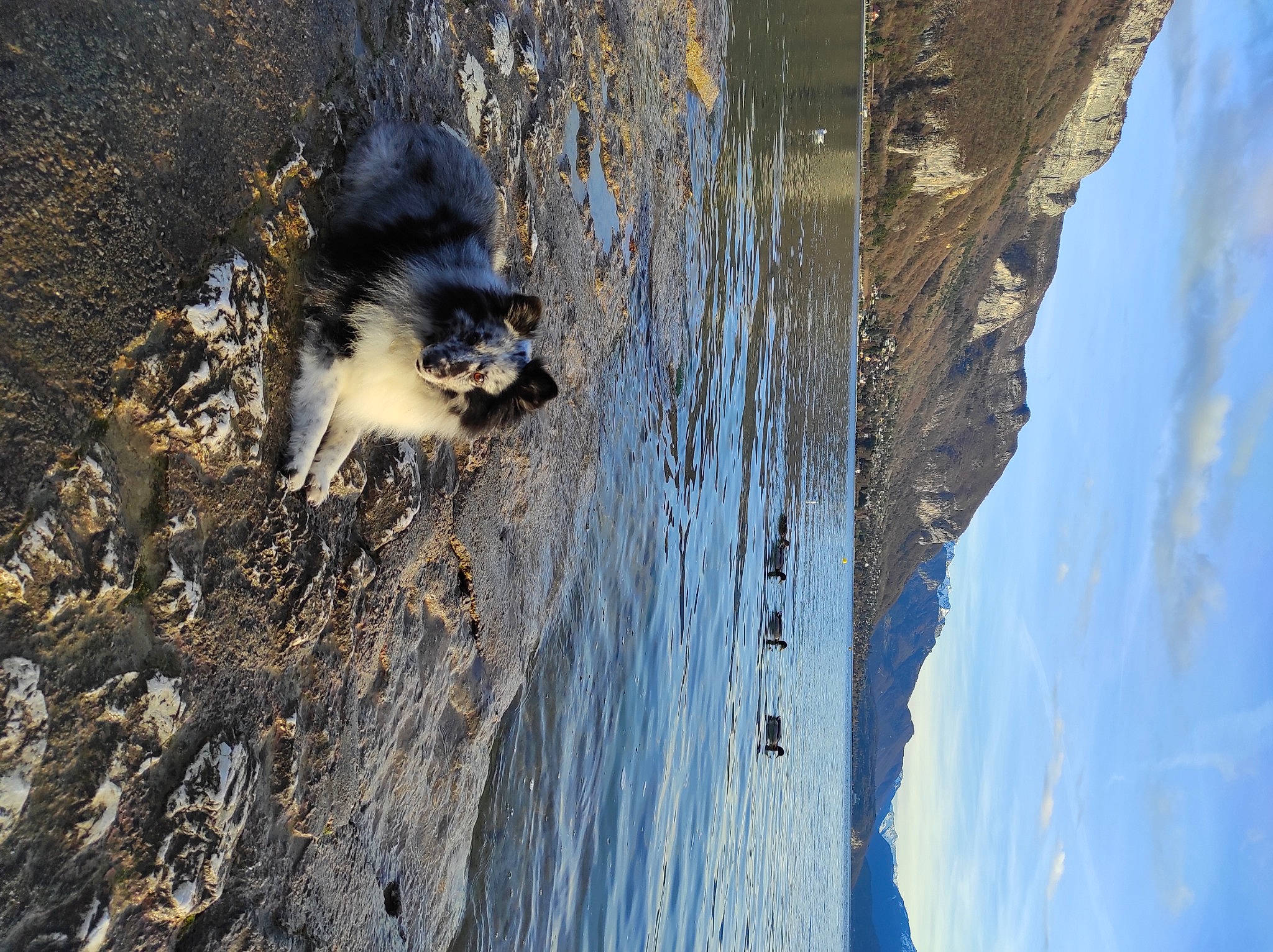 June a rejoint le concours — aidez-le/la à gagner de superbes lots ! body_of_water, carnivore, cloud, dog, dog_breed, freezing, geological_phenomenon, geology, plant, rock, sky, slope, sunlight, tree, trunk, water, water_resources, watercourse, winter, wood