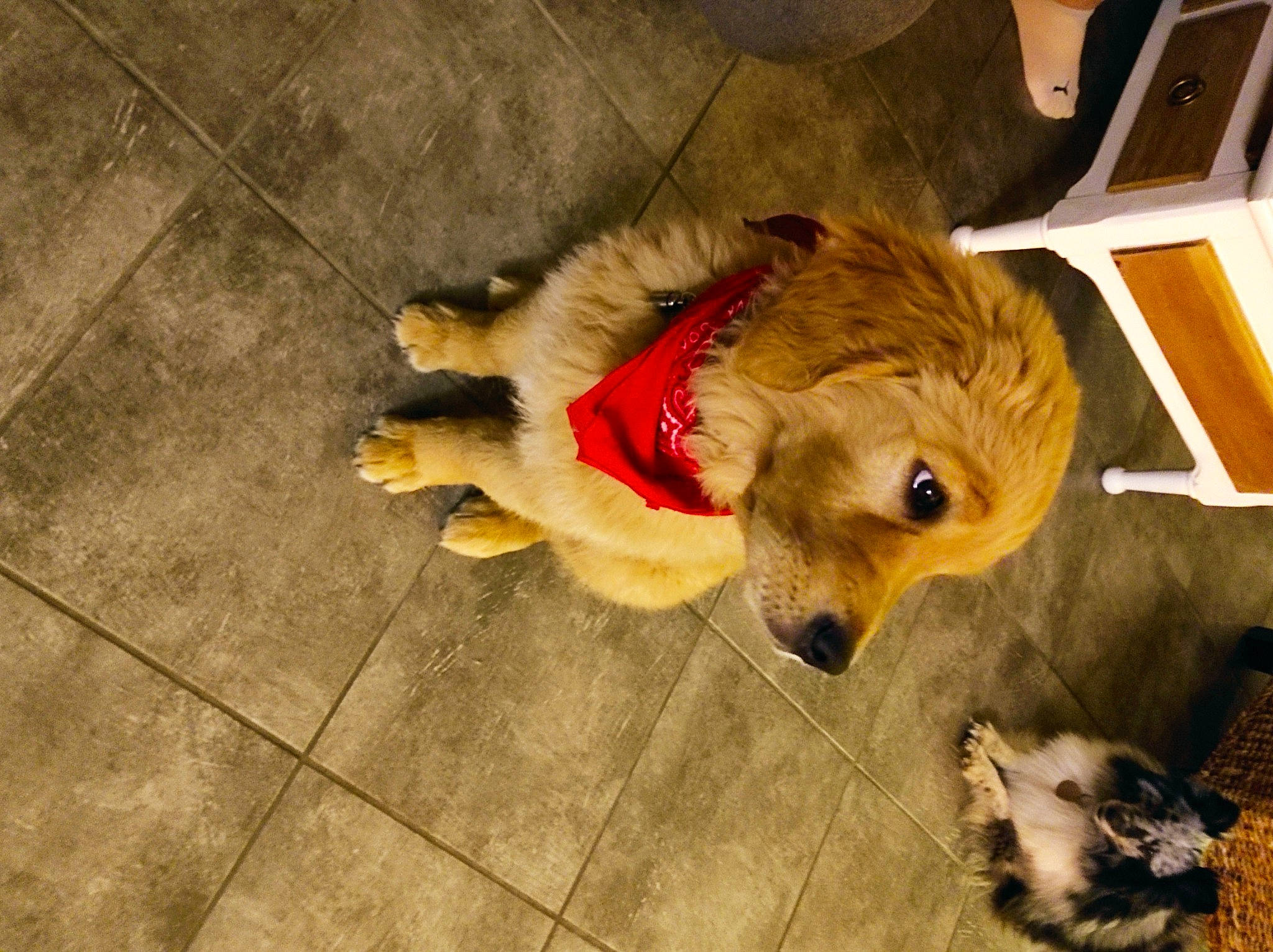 Swann participe au concours pour gagner de l'argent avec cette photo : canidae, carnivore, companion_dog, dog, dog_breed, dog_clothes, dog_supply, dog_toy, fawn, flooring, fur, hardwood, paw, retriever, snout, street_dog, tail, tile_flooring, wood, working_animal