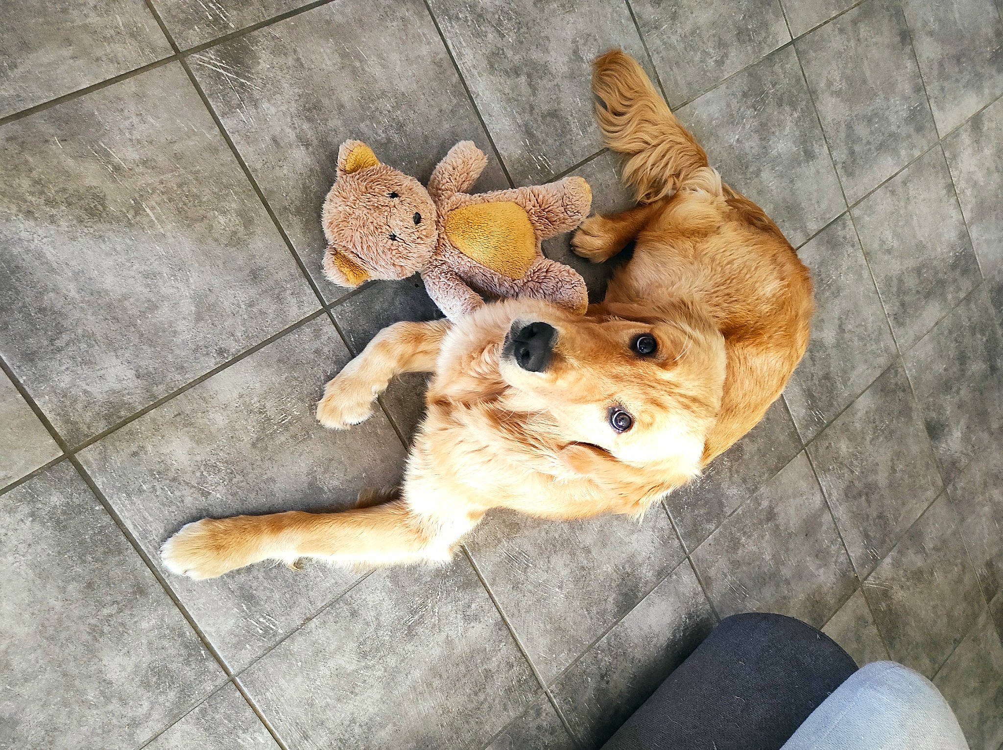 Swann participe au concours pour gagner de l'argent avec cette photo : carnivore, companion_dog, dog, dog_breed, fawn, felidae, floor, flooring, food, fur, leg, paw, plush, snout, stuffed_toy, tail, toy, whiskers, wood, working_animal