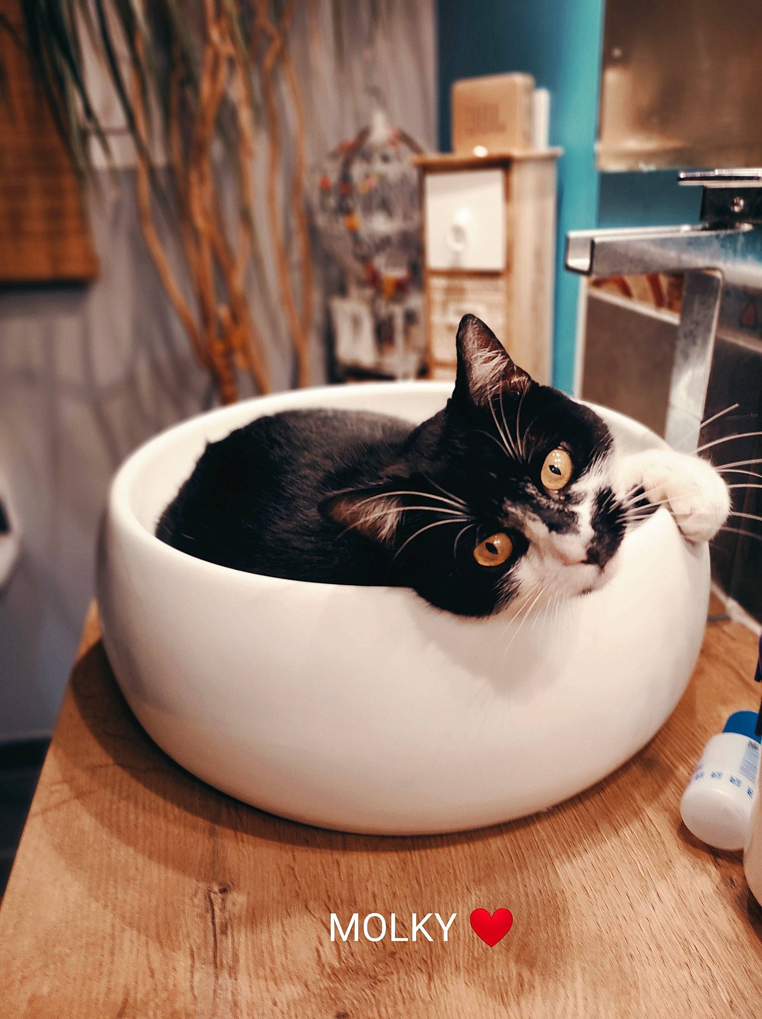 Molky participe au concours pour gagner de l'argent avec cette photo : carnivore, cat, comfort, felidae, floor, flooring, fur, hardwood, interior_design, pet_supply, picture_frame, plumbing_fixture, small_to_medium_sized_cats, table, tap, television, vertebrate, whiskers, window, wood