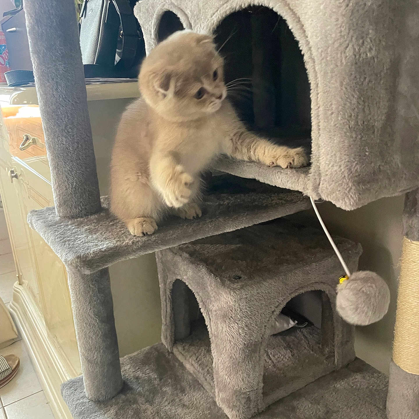 Donald a rejoint le concours — aidez-le/la à gagner de superbes lots ! kitten, cat, cat_tree, pet, indoor, playful, toy, furniture, gray, cute, young, paw, fur, animal, curious, home, carpet, scratching_post, pet_accessory, whiskers