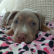 Pickles joined the competition — help win amazing prizes! puppy, dog, blue_eyes, blanket, patterned_fabric, lying_down, face, nose, ears, close_up, indoor, cushion, cozy, pet, animal, soft_texture, resting, cute, young, fur