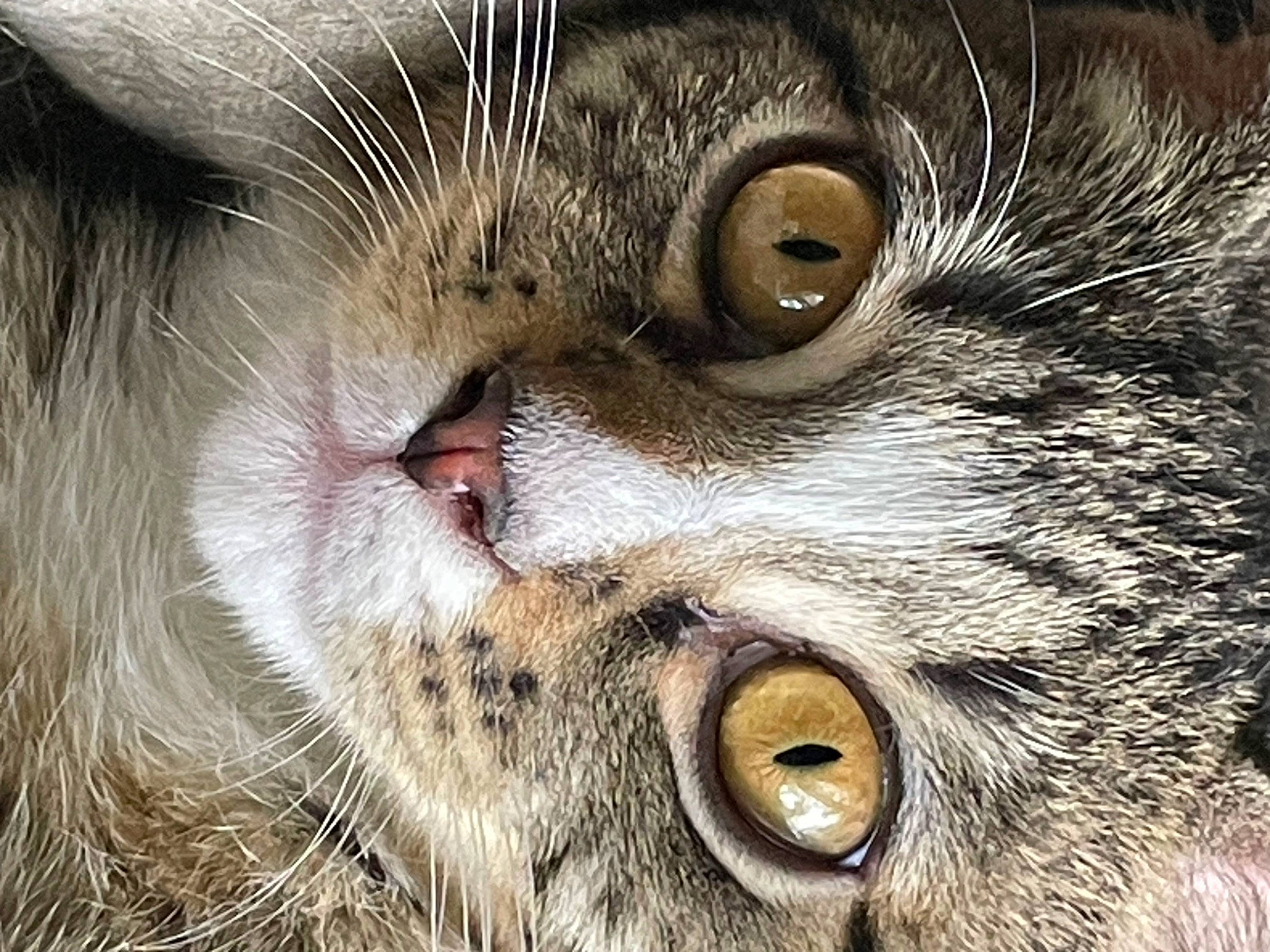 Ruby joined the competition — help win amazing prizes! carnivore, cat, claw, close_up, domestic_short_haired_cat, facial_expression, felidae, fur, iris, paw, photography, small_to_medium_sized_cats, snout, terrestrial_animal, whiskers, wildlife