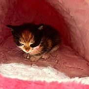 Kitty is registered to the contest to win money with this photo: animal, bell, calico, cat, collar, cozy, cute, domestic, fur, fuzzy, indoor, kitten, pet, pink, resting, sleepy, small, soft, tunnel, young