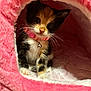 Kitty is registered to the contest to win money with this photo: animal, bell, calico, cat, cave, closeup, collar, cozy, curious, cute, fur, indoor, kitten, pet, pink, plush, sitting, small, soft, whiskers