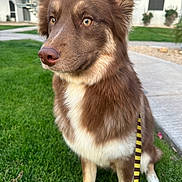 Rory Padilla is registered to the contest to win money with this photo: animal, brown_fur, building, canine, closeup, daylight, dog, ears, eyes, grass, leash, nose, outdoor, pathway, pet, portrait, sidewalk, sitting, suburban, white_fur