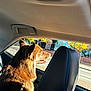 Rory Padilla joined the competition — help win amazing prizes! animal, brown_dog, building, canine, car_interior, car_seat, daytime, dog, headrest, leash, outdoor_view, pet, reflection, road, side_window, sun_visor, sunlight, travel, trees, window