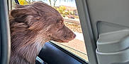 Rory Padilla joined the competition — help win amazing prizes! animal, canine, car, dog, fur, happy, interior, leash, nature, outdoor, pet, relaxation, road, seat, side_view, sunlight, transportation, travel, tree, window