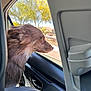 animal, canine, car, dog, fur, happy, interior, leash, nature, outdoor, pet, relaxation, road, seat, side_view, sunlight, transportation, travel, tree, window