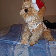 Gipsy a rejoint le concours — aidez-le/la à gagner de superbes lots ! dog, pet, bed, blanket, indoor, fur, clothing, hat, santa_hat, holiday, christmas, cute, animal, mammal, canine, companion, resting, furniture, cozy, wearing