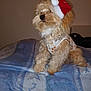 dog, pet, bed, blanket, indoor, fur, clothing, hat, santa_hat, holiday, christmas, cute, animal, mammal, canine, companion, resting, furniture, cozy, wearing
