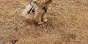 Gipsy participe au concours pour gagner de l'argent avec cette photo : dog, small_dog, fluffy, leash, harness, outdoor, dry_grass, brown_grass, pet, animal, nature, greenery, bushes, curious, sitting, canine, fur, cute, daylight, ground