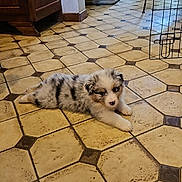 Bonnie participe au concours pour gagner de l'argent avec cette photo : puppy, dog, indoor, tile_floor, furniture, sofa, cute, pet, animal, flooring, cozy, resting, young_dog, home_interior, curious, calm, spotted_coat, adorable, living_room, relaxed