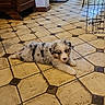 puppy, dog, indoor, tile_floor, furniture, sofa, cute, pet, animal, flooring, cozy, resting, young_dog, home_interior, curious, calm, spotted_coat, adorable, living_room, relaxed