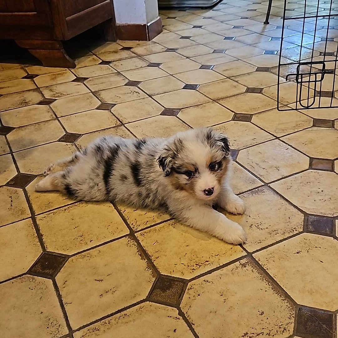 Bonnie