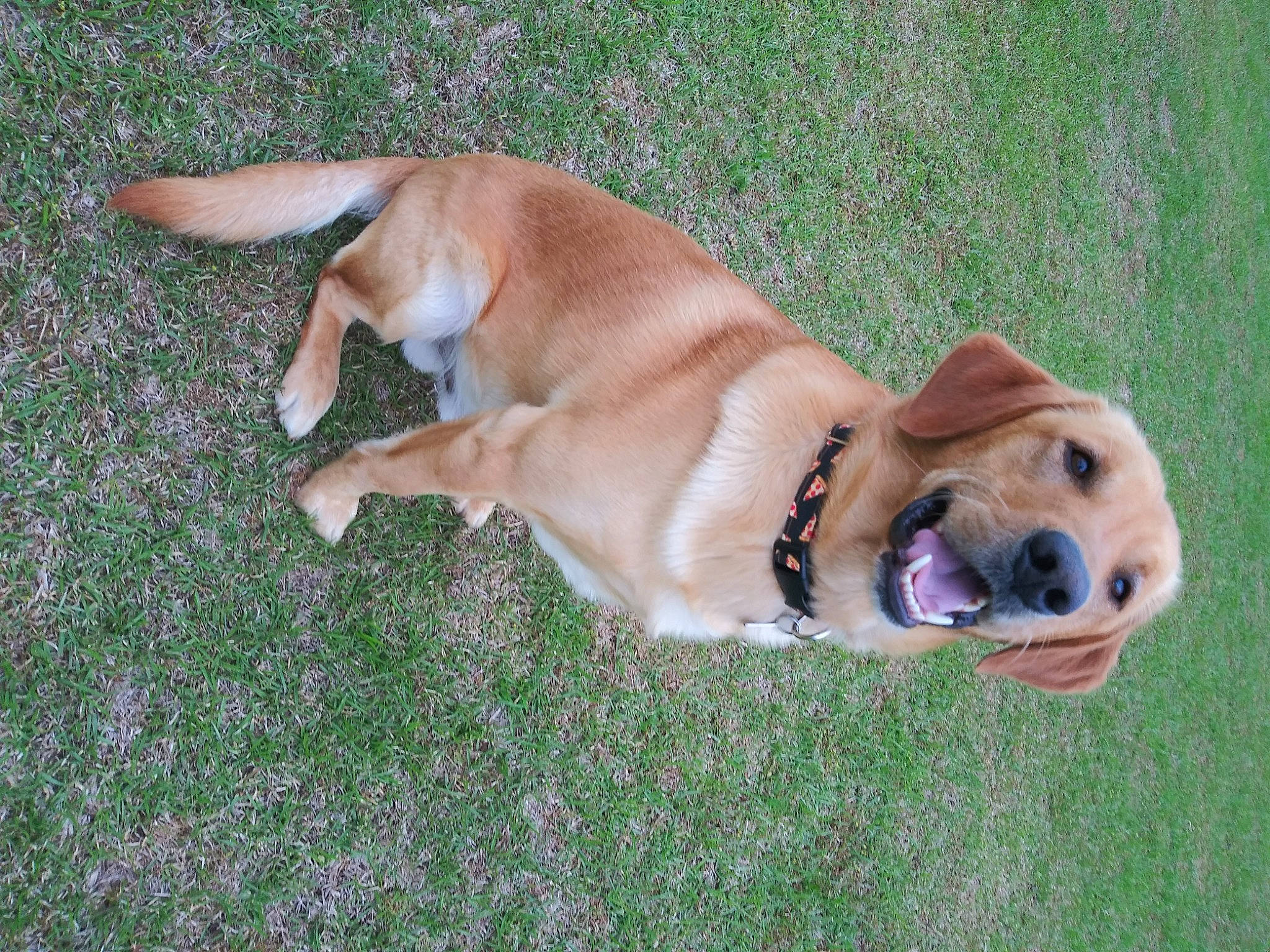 Copper is registered to the contest to win money with this photo: ancient_dog_breeds, canidae, carnivore, collar, companion_dog, dog, dog_breed, dog_collar, dog_supply, fawn, grass, great_dane, non_sporting_group, paw, sporting_group, tail, terrestrial_animal, whiskers, working_animal, working_dog