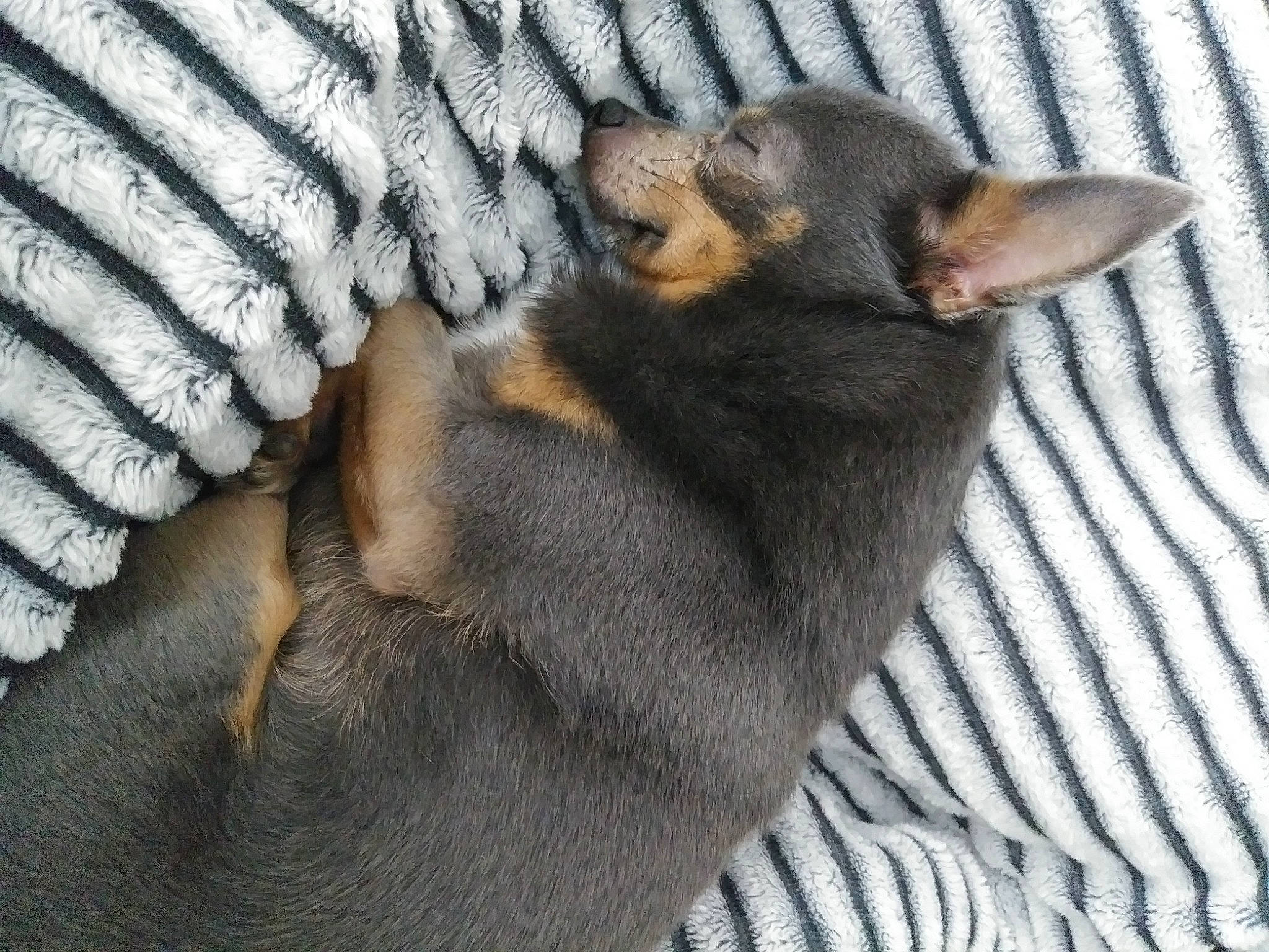 Hurley joined the competition — help win amazing prizes! carnivore, cat, claw, comfort, dog_breed, domestic_short_haired_cat, eye, fawn, felidae, foot, fur, grey, nap, paw, plant, small_to_medium_sized_cats, snout, tail, terrestrial_animal, whiskers