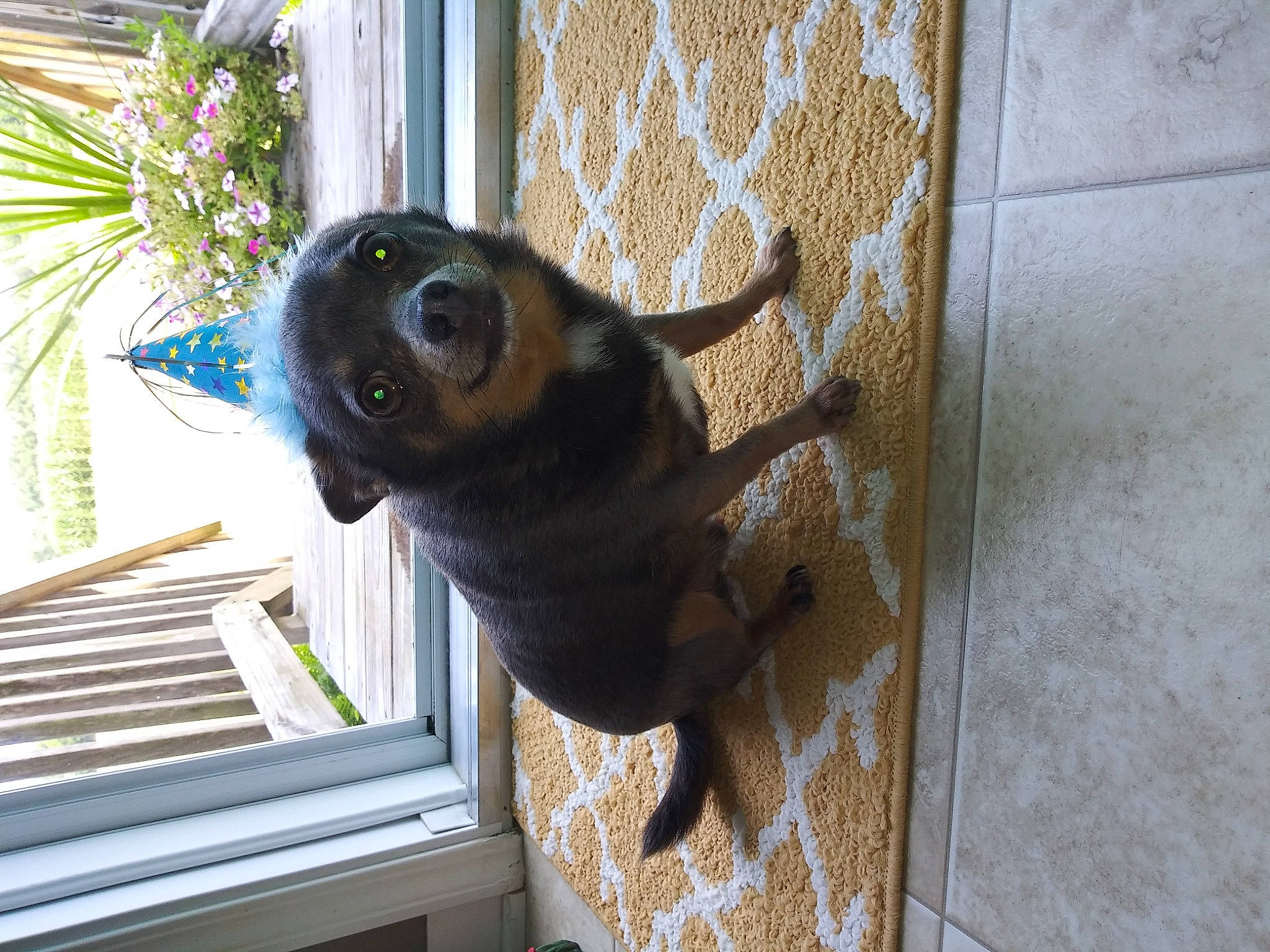 Hurley joined the competition — help win amazing prizes! canidae, carnivore, collar, companion_dog, dog, dog_breed, dog_collar, dog_supply, fawn, flower, flowerpot, houseplant, pet_supply, plant, snout, sporting_group, tail, window, wood, working_animal