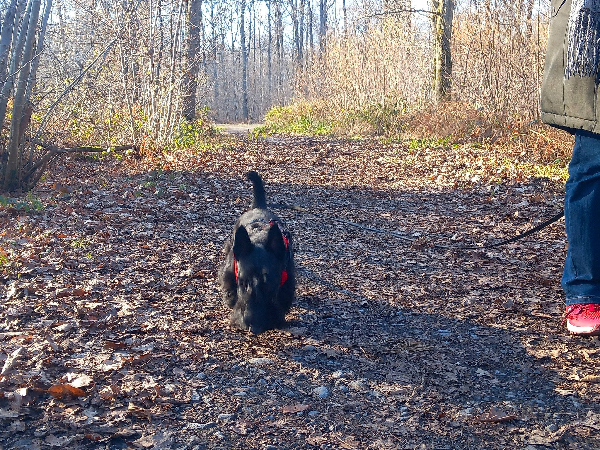 Shadow a rejoint le concours — aidez-le/la à gagner de superbes lots ! asphalt, beak, biome, bird, carnivore, deciduous, forest, grass, landscape, leaf, natural_landscape, people_in_nature, plant, recreation, tints_and_shades, trail, tree, trunk, wood, woodland