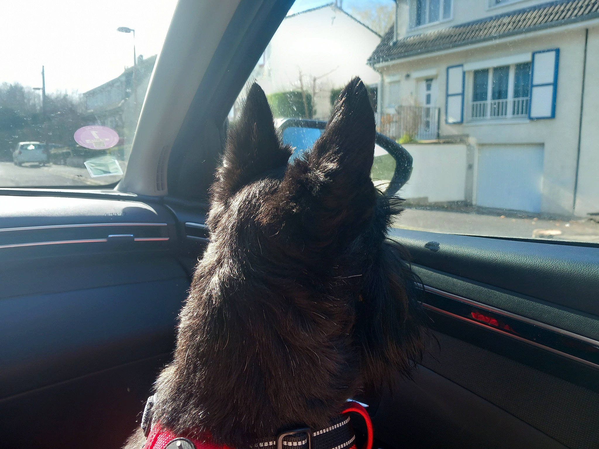 Shadow a rejoint le concours — aidez-le/la à gagner de superbes lots ! auto_part, automotive_exterior, automotive_mirror, automotive_tire, automotive_window_part, car, carnivore, dog, dog_breed, motor_vehicle, sky, small_to_medium_sized_cats, snout, sporting_group, tints_and_shades, vehicle, vehicle_door, window, windshield, working_animal