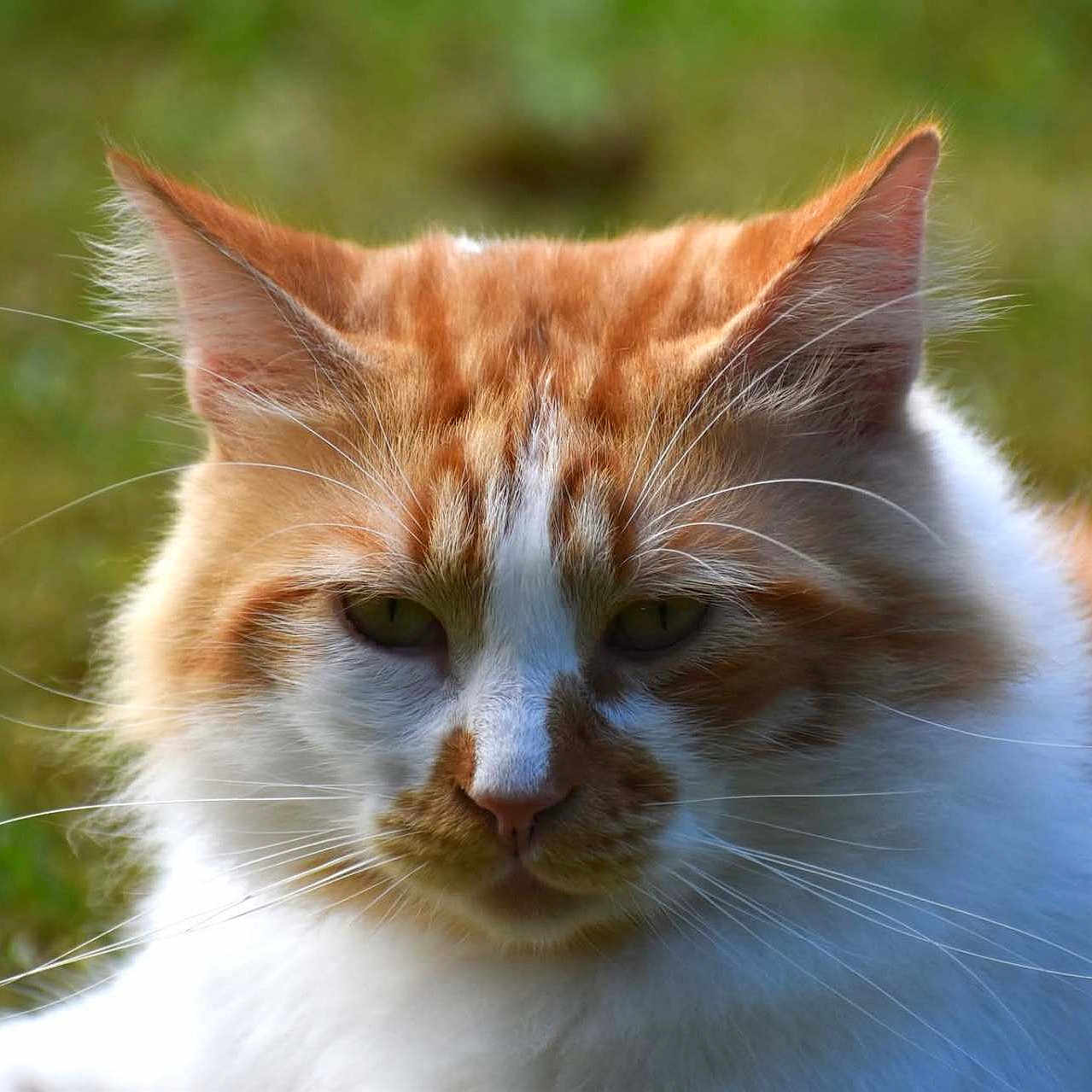 Chacox a rejoint le concours — aidez-le/la à gagner de superbes lots ! animal, cat, close_up, ears, eyes, feline, fluffy, fur, grass, mammal, nature, nose, orange_cat, outdoor, pet, portrait, relaxed, whiskers, white_cat, wildlife