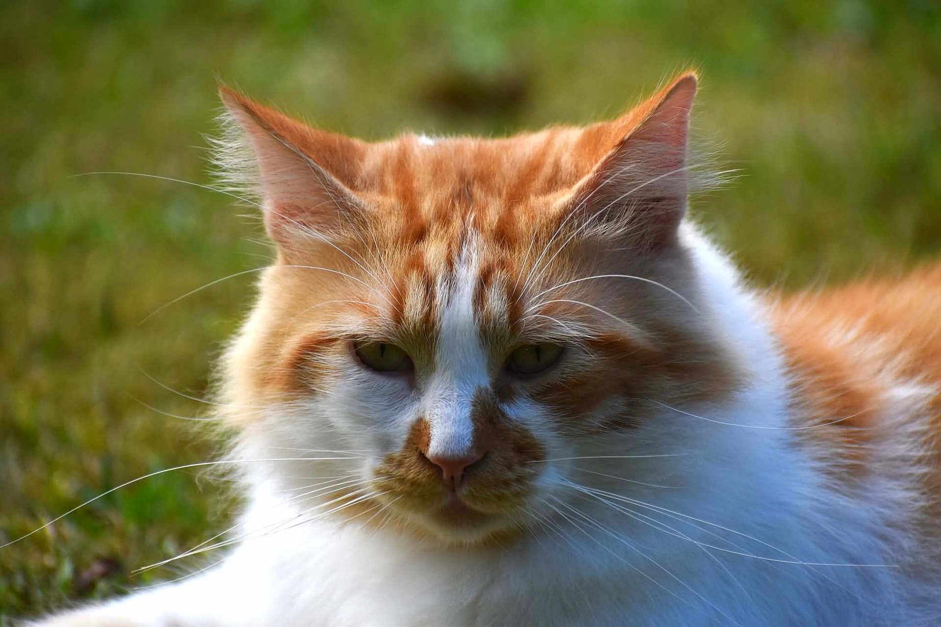 Chacox a rejoint le concours — aidez-le/la à gagner de superbes lots ! animal, cat, close_up, ears, eyes, feline, fluffy, fur, grass, mammal, nature, nose, orange_cat, outdoor, pet, portrait, relaxed, whiskers, white_cat, wildlife