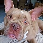 Hinatha a rejoint le concours — aidez-le/la à gagner de superbes lots ! animal, bed, bedroom, boxer, bulldog, canine, dog, frenchbulldog, furniture, indoors, pet, pitbull, puppy, room, snout