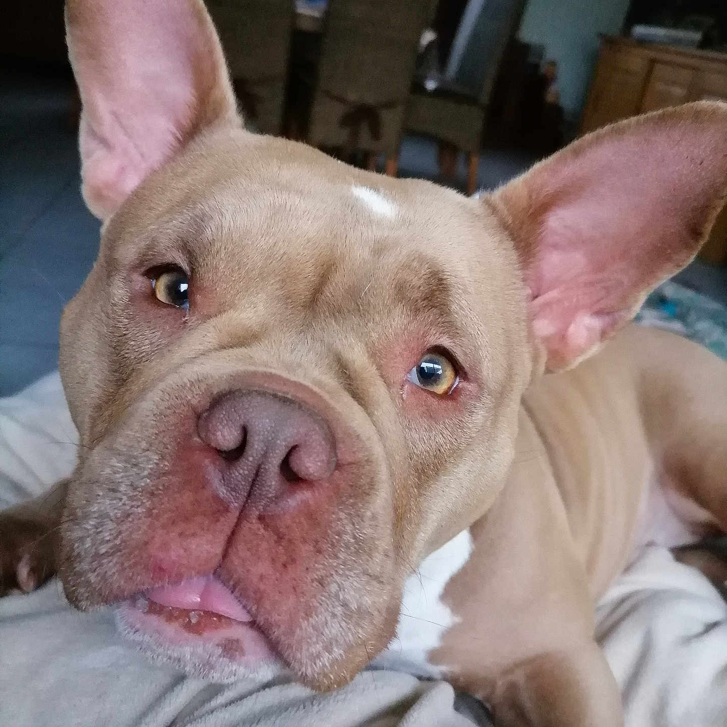 Hinatha a rejoint le concours — aidez-le/la à gagner de superbes lots ! animal, bed, bedroom, boxer, bulldog, canine, dog, frenchbulldog, furniture, indoors, pet, pitbull, puppy, room, snout
