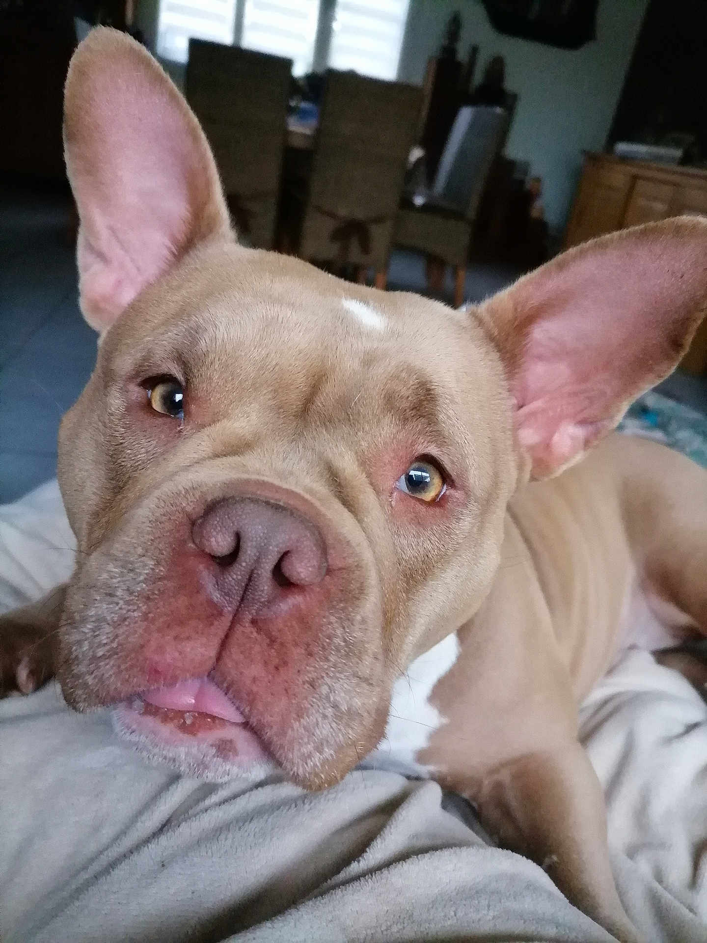 Hinatha a rejoint le concours — aidez-le/la à gagner de superbes lots ! animal, bed, bedroom, boxer, bulldog, canine, dog, frenchbulldog, furniture, indoors, pet, pitbull, puppy, room, snout