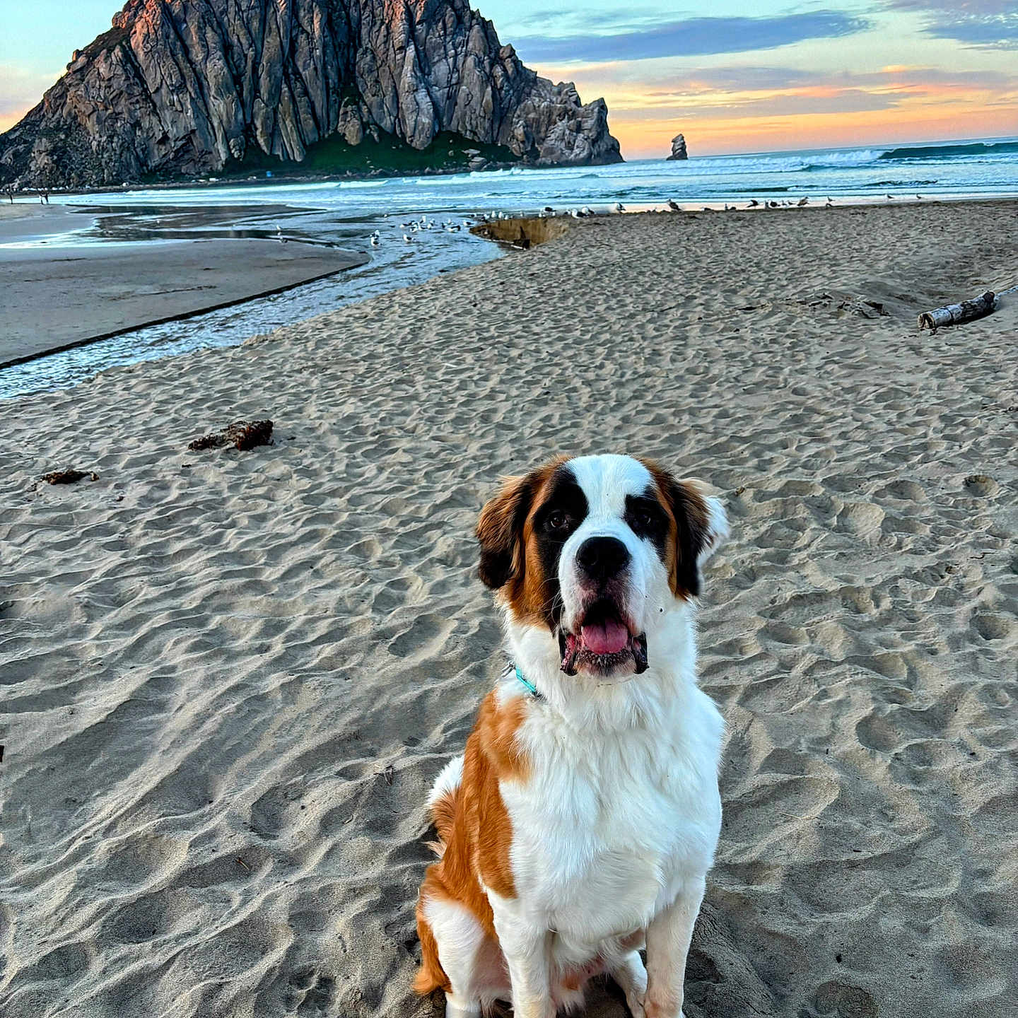 Gunther is registered to the contest to win money with this photo: animal, beach, clouds, coast, dog, landscape, nature, ocean, outdoor, pet, portrait, rock, saint_bernard, sand, scenic, sitting, sky, sunset, water, waves