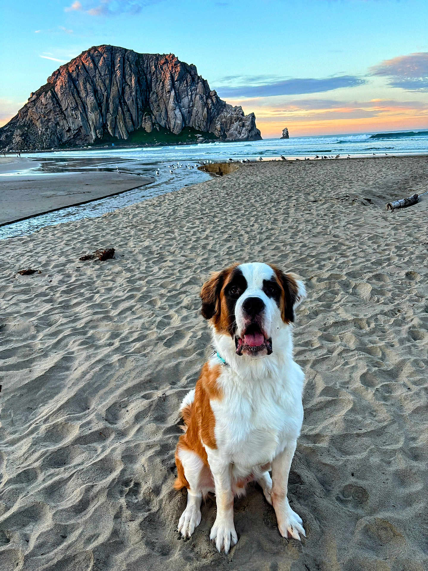 Gunther is registered to the contest to win money with this photo: dog, saint_bernard, beach, sand, ocean, rock, sunset, sky, clouds, water, waves, nature, outdoor, animal, pet, sitting, portrait, landscape, coast, scenic