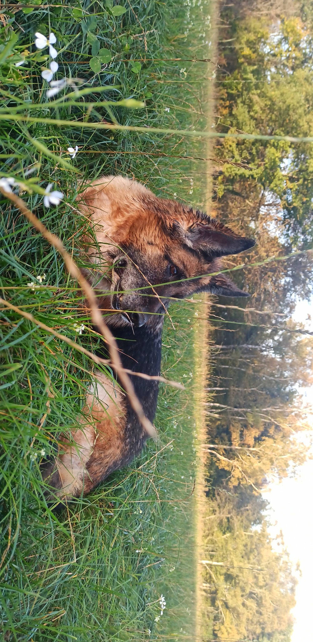 Dexie a rejoint le concours — aidez-le/la à gagner de superbes lots ! branch, canidae, fawn, fur, grass, liver, plant, reflection, snout, sporting_group, tail, terrestrial_animal, tree, trunk, twig, water, wildlife, wood, working_animal, zoo