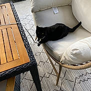 Ginger is registered to the contest to win money with this photo: cat, black_cat, pet, animal, sitting, lounging, chair, cushion, outdoor, patio, coffee_table, wood, rug, furniture, home_decor, sunlight, tail, collar, relaxed, photography