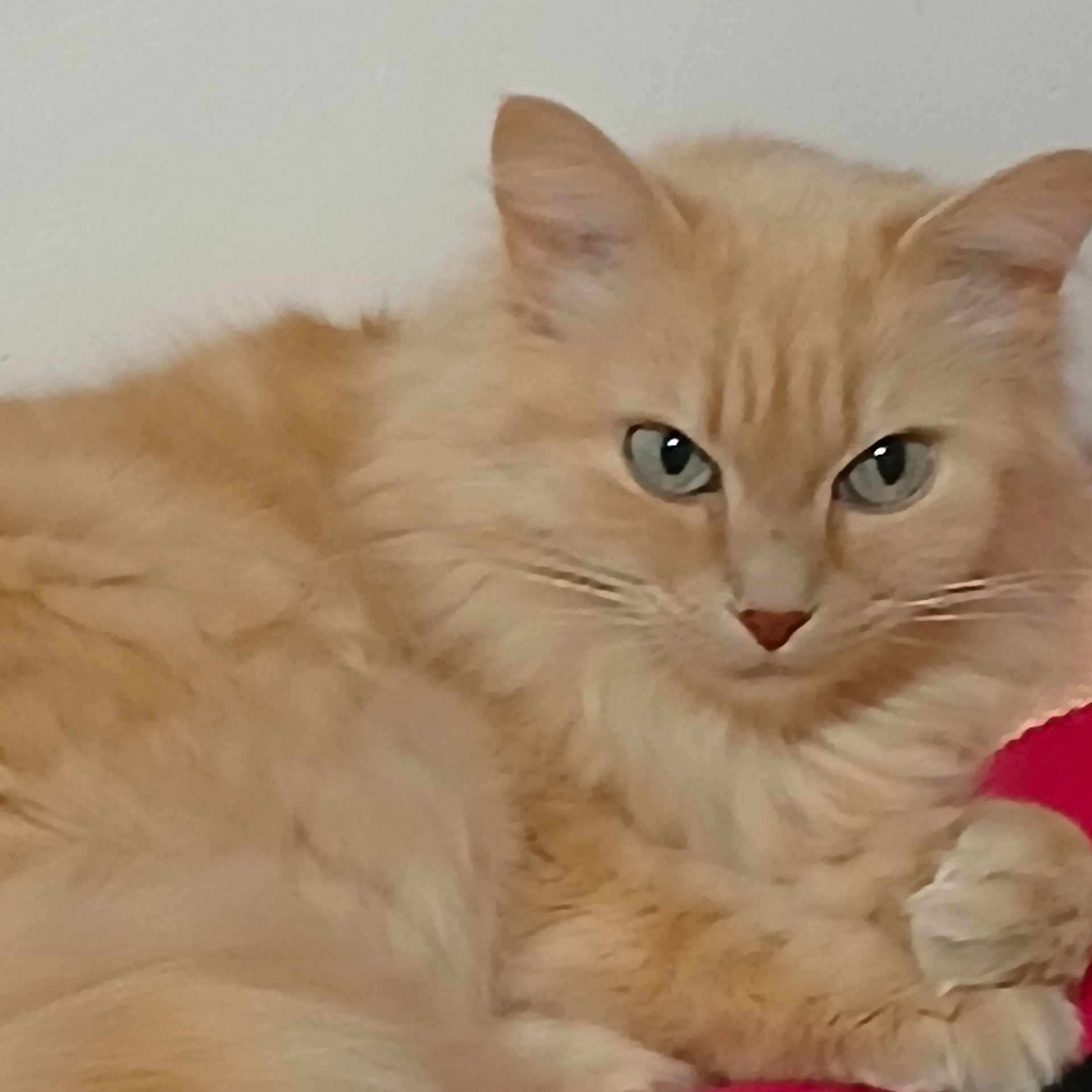 Mimi a rejoint le concours — aidez-le/la à gagner de superbes lots ! abyssinian, angora, animal, cat, kitten, manx, pet, siamese