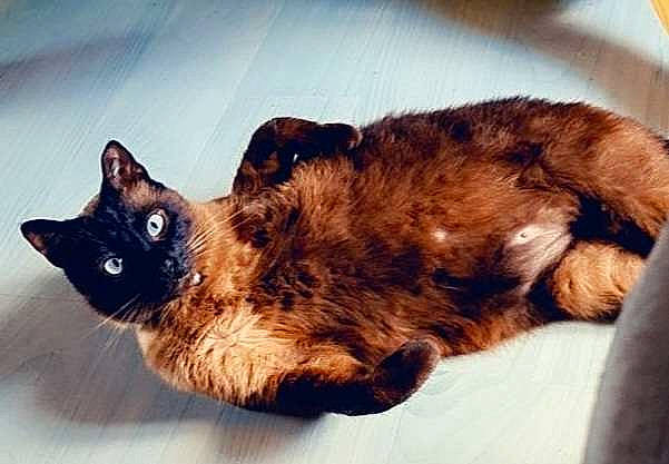 Kenji a rejoint le concours — aidez-le/la à gagner de superbes lots ! carnivore, cat, cloud, comfort, dog_breed, ear, eye, fawn, felidae, head, mammal, paw, plant, sky, small_to_medium_sized_cats, snout, tail, tree, vertebrate, whiskers