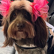Bella joined the competition — help win amazing prizes! adorable, animal, bow, brown_fur, closeup, cute, dog, ears, expression, face, fluffy, friend, fur, indoor, leather, pet, pink_bow, portrait, seat, whiskers