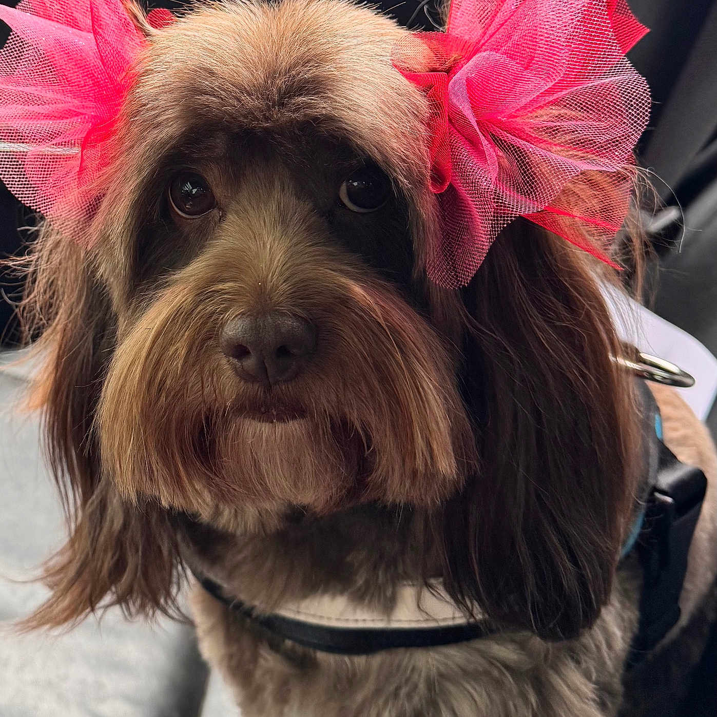 Bella