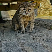 Arès a rejoint le concours — aidez-le/la à gagner de superbes lots ! cat, animal, outdoor, wooden_bench, cobblestone, gray_fur, pets, feline, sitting, shaded, street, quiet, daylight, nature, closeup, mammal, whiskers, ears, walking, resting