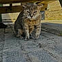 cat, animal, outdoor, wooden_bench, cobblestone, gray_fur, pets, feline, sitting, shaded, street, quiet, daylight, nature, closeup, mammal, whiskers, ears, walking, resting