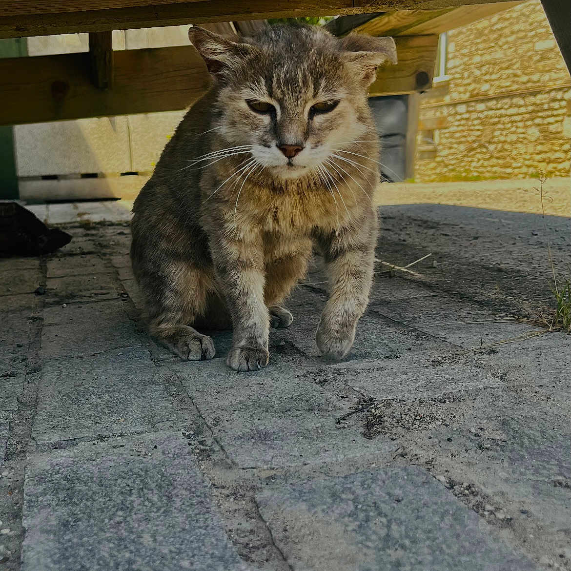 Arès a rejoint le concours — aidez-le/la à gagner de superbes lots ! animal, cat, closeup, cobblestone, daylight, ears, feline, gray_fur, mammal, nature, outdoor, pets, quiet, resting, shaded, sitting, street, walking, whiskers, wooden_bench
